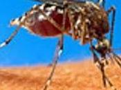 Descubierto nuevo tipo mosquito proclive malaria