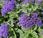 Heliotropo Heliotropium arborescens