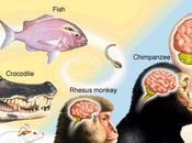 Inteligencia evolución