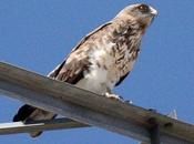 Águila culebrera europea-circaetus gallicus-short toed eagle