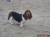 Basset hound adopcion (MURCIA)