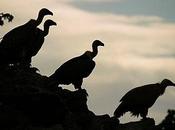 ¿qué derecho tener sueldo vitalicio?