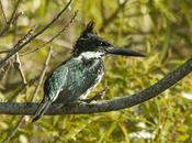 Martín pescador chico (Green Kingfisher) Chloroceryle americana