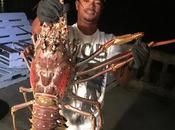 Pescadores capturan monstruosa langosta libras