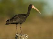 Cuervillo cara pelada Bare-faced Ibis Phimosus infuscatus