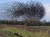 Pájaros borrachos aterrorizan carretera Austria