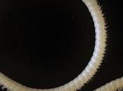 Diplópodos cuevas (Estados Unidos, Hungría, Brasil)