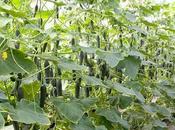 Pepinos