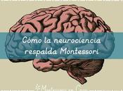 Cómo neurociencia respalda Montessori neuroscience supports