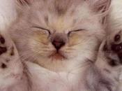 Conoce Razas Gatos Cariñosos Todos. Demasiado Tierno.