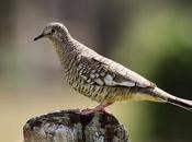 Torcacita escamada (Scaled dove) Columbina squammata