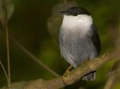 Bailarín blanco (White-bearded Manakin) Manacus manacus