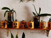 macetas vintage numeradas para cactus crasas pequeñas
