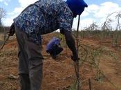 Kenia reforesta zonas áridas contra degradación suelo