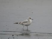 Llegan gaviotas canas