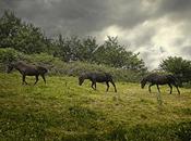 Entre caballos