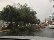 Desastre Luis Potosí lluvia; caen árboles anuncios