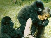 Mujeres cool, Quique Artiach: Dian Fossey