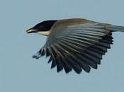 Aves huelva...