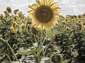 FREE PHOTOS: "sunflowers", girasoles