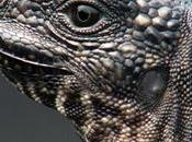 video iguana serpientes