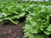 Lechugas