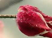 Cual avecilla herida...