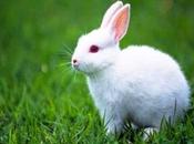 Problemas piel conejos