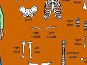 Skeleton muscles games