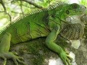 iguana verde: principales cuidados