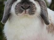Conejos Holland Lop: Todo Debes Saber Sobre Esta Raza