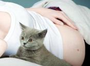 Toxoplasmosis: embarazadas gatos
