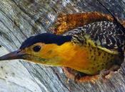 Carpintero campestre (Field Flicker) Colaptes campestris