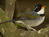 Cerquero collar (Saffron-billed Sparrow) Arremon flavirostris