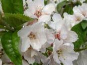 Cerezo flor