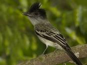 Suirirí silbón (Sirystes) Sirystes sibilator