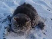 conmovedor rescate gato quedó congelado pegado suelo [Video]