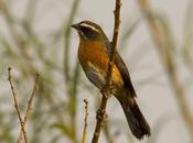 Sietevestidos común (Black-and-Rufous Warbling-Finch) Poospiza nigrorufa