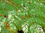 Moringa, árbol promete acabar hambre mundo
