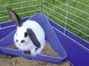 Cómo entrenar conejo para bandeja sanitaria