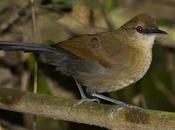 Batará negro (White shouldered Fire-Eye) Pyriglena leucoptera