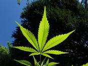¿Sabes marihuana medicinal? Aquí contamos