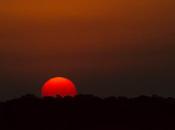 Lechuzón mocho chico (Tawny-browed Owl) Pulsatrix koeniswaldiana