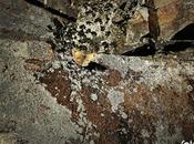 Mariposa fase lanzamiento