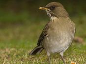 Zorzal chalchalero (Creamy-bellied Thrush) Turdus amaurochalinus