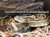 Cascabel tropical
