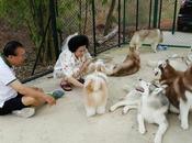 Café Husky Bangkok visita obligada para amantes perros