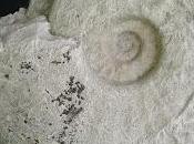 necesidad escepticismo