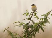 Tachurí coludo (Sharp-tailed Tyrant) Culicivora caudacuta