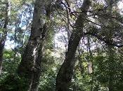 Bosques arboledas